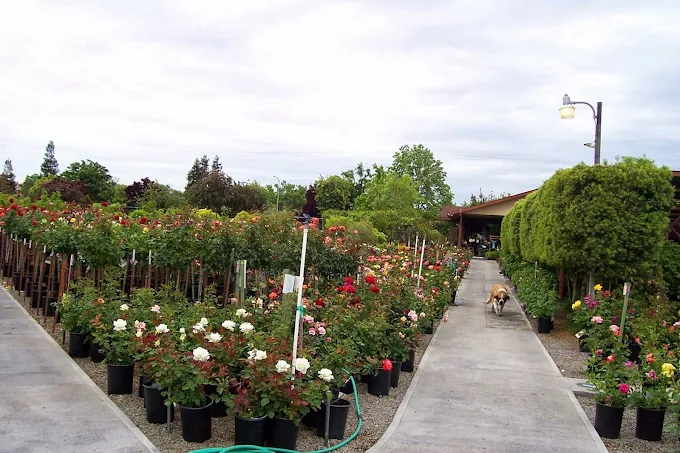 Rose bushes in bloom in the nursery rows