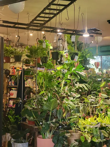 Indoor houseplant greenhouse room full of tropical foliage